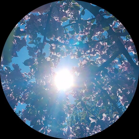 rebviolet
